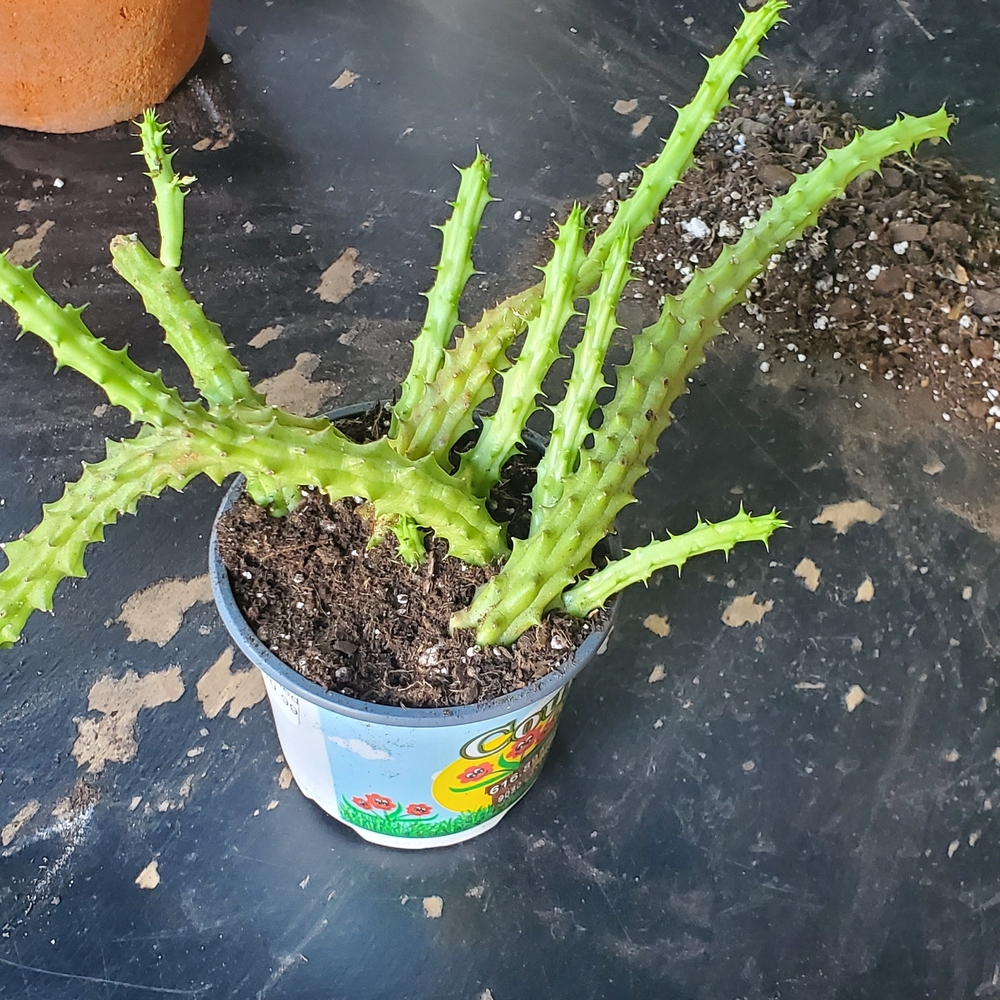 Huernia Cactus In Growers Pot